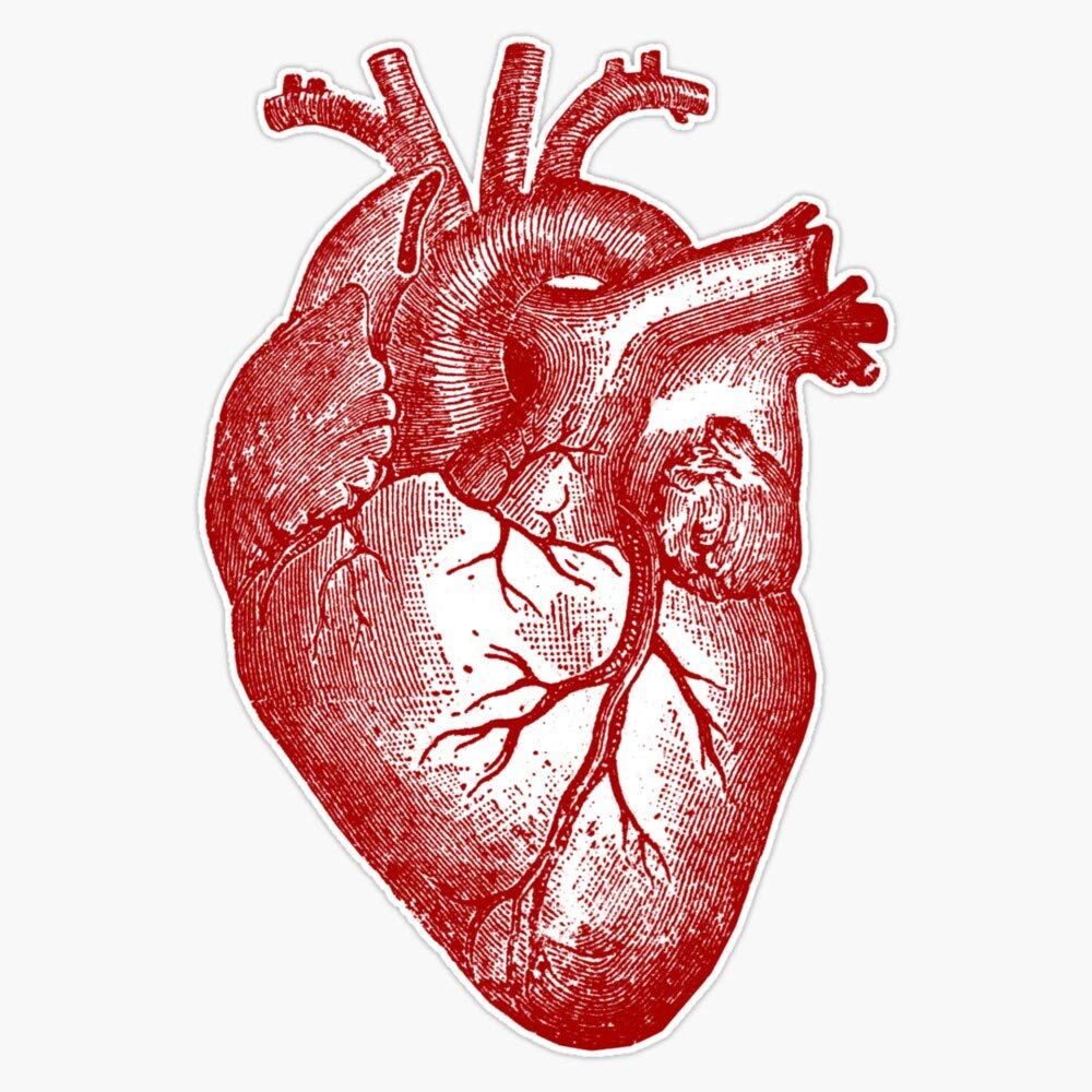 Vintage Heart Anatomy Vinyl Waterproof Sticker Decal Car Laptop Wall Window Bumper Sticker 5″